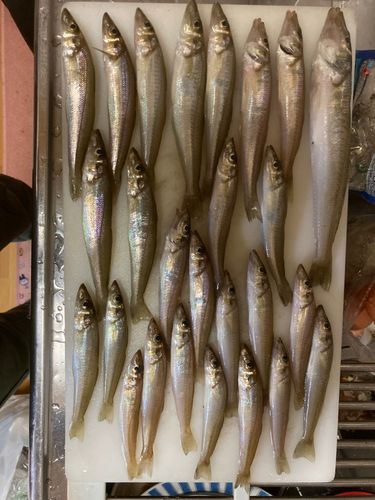 キスの釣果