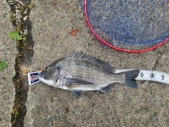クロダイの釣果