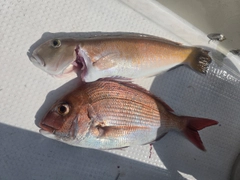 マダイの釣果