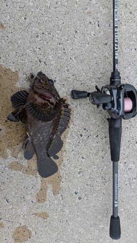 オウゴンムラソイの釣果