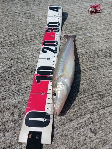 キスの釣果