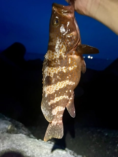キジハタの釣果