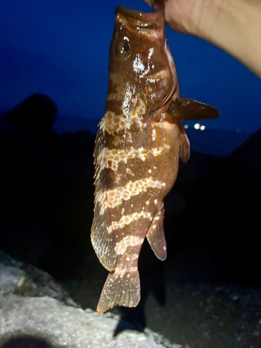 キジハタの釣果