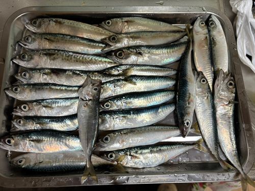 サバの釣果