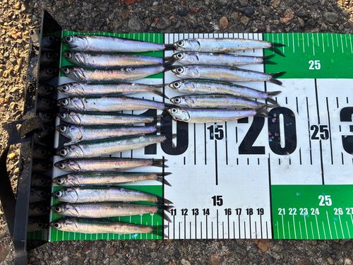 カタクチイワシの釣果