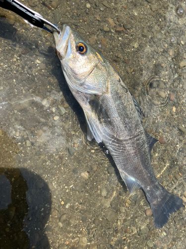 フッコ（マルスズキ）の釣果