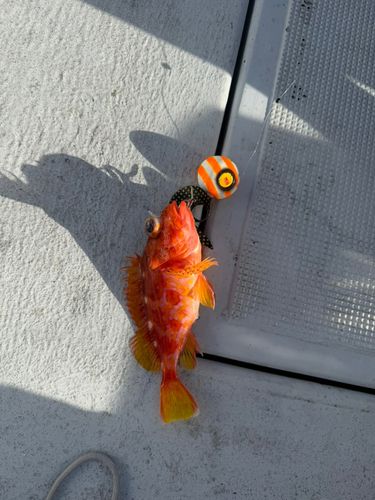 アヤメカサゴの釣果