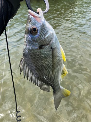 キビレの釣果