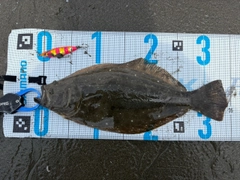 ヒラメの釣果