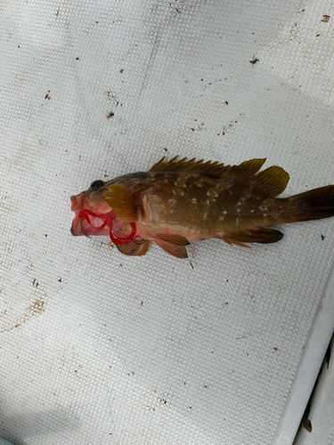 キジハタの釣果