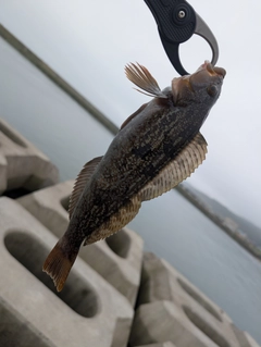 アブラコの釣果