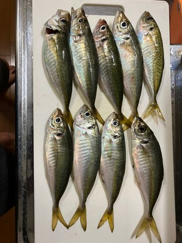 アジの釣果