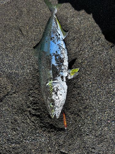 イナダの釣果
