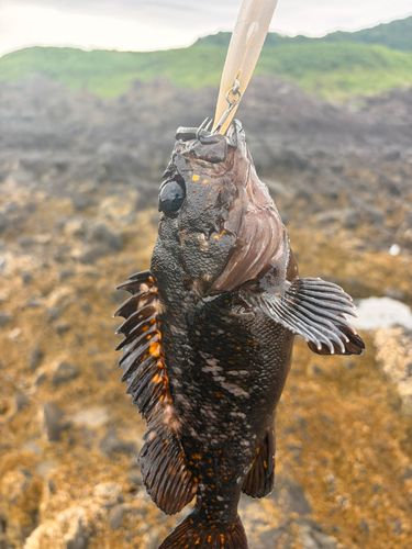 オウゴンムラソイの釣果