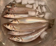 シロギスの釣果