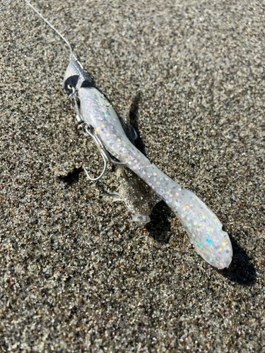 メゴチの釣果