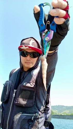 イトヒキハゼの釣果