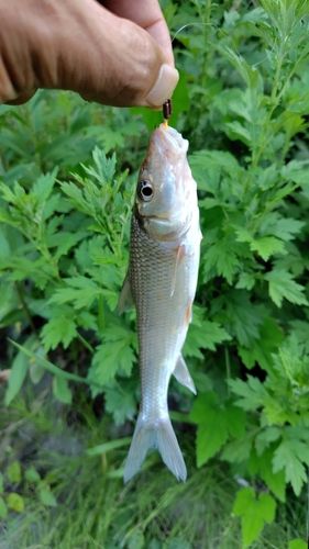 ニゴイの釣果
