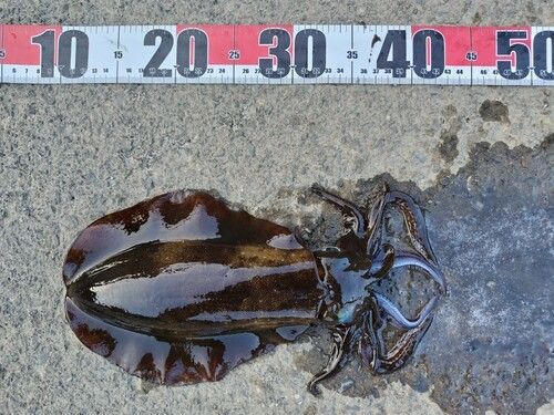 アオリイカの釣果