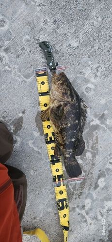 ベッコウゾイの釣果
