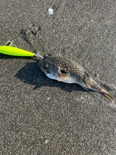 クサフグの釣果
