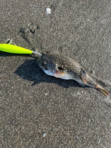 クサフグの釣果
