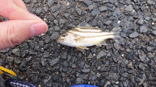 コトヒキの釣果