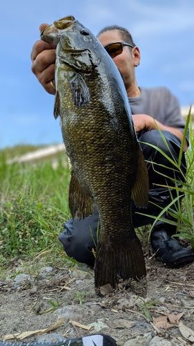 スモールマウスバスの釣果