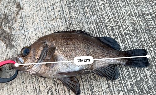 アカメバルの釣果