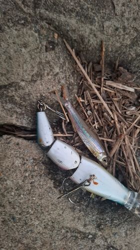 モツゴの釣果