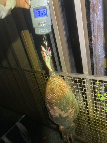モンゴウイカの釣果