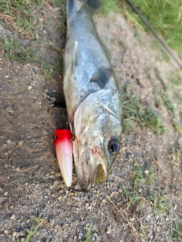 フッコ（マルスズキ）の釣果