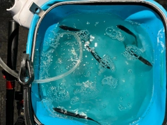 カタクチイワシの釣果