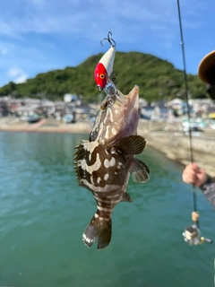 オオモンハタの釣果