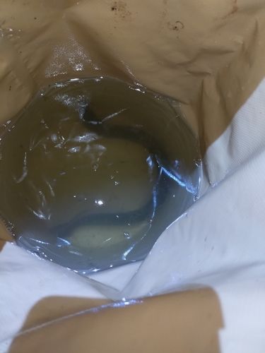 ニホンウナギの釣果