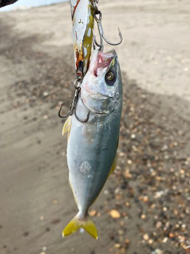 ワカシの釣果