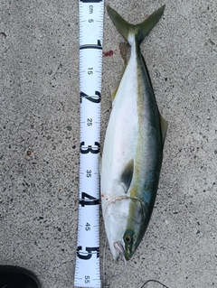 イナダの釣果