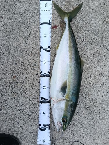 イナダの釣果
