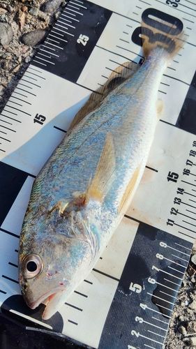 イシモチの釣果