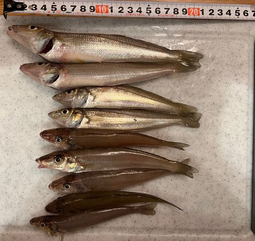 キスの釣果