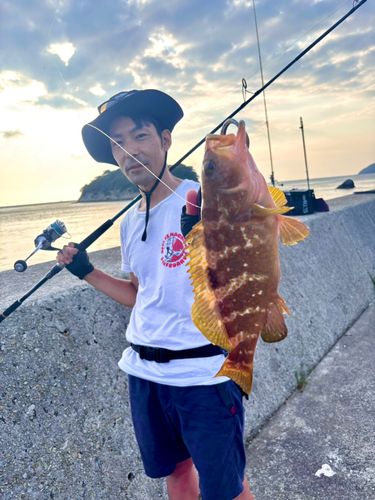 アコウの釣果