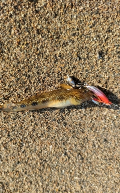 ハゼの釣果