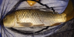コイの釣果