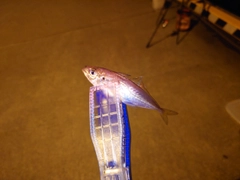 マアジの釣果