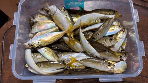 マアジの釣果