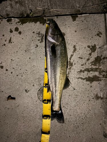 シーバスの釣果