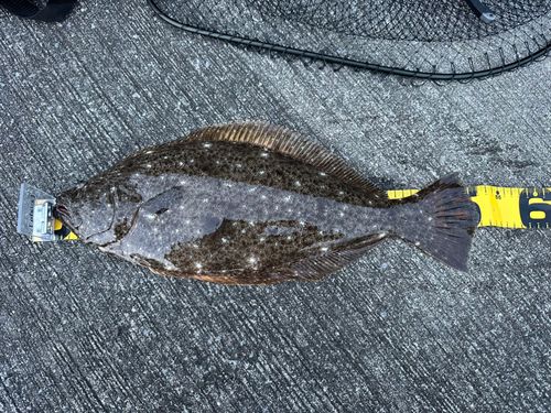 ヒラメの釣果