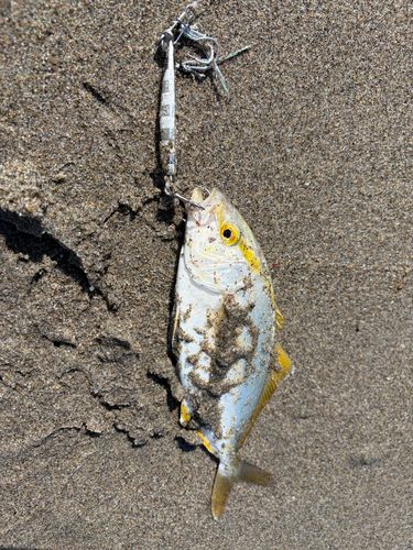 ショゴの釣果