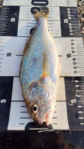 イシモチの釣果