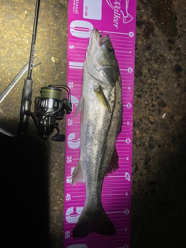 セイゴ（マルスズキ）の釣果
